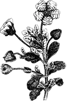 Vintage floral plant