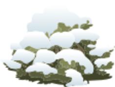 Tree covered with snow