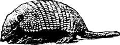 Armadillo vector image