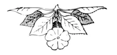 Art Nouveau ornament image