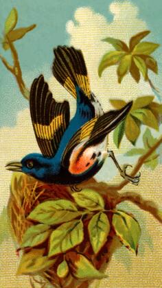 Redstart