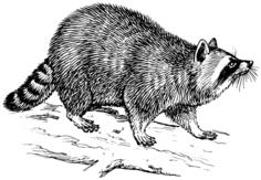 Racoon image