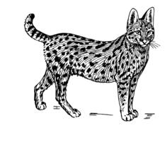 Serval