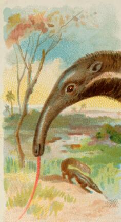 Anteaters