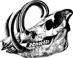 Babirusa's skull