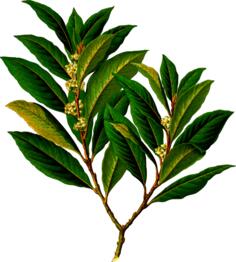 Bay laurel