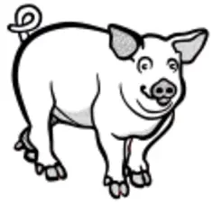 Pig