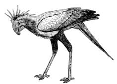 Vector clip art of secretary bird