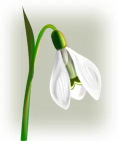 Snowdrop with three petals vector clip art
