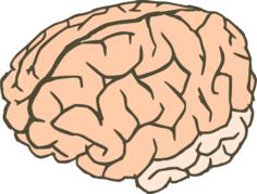 Vector clip art of human brain in 2 colors
