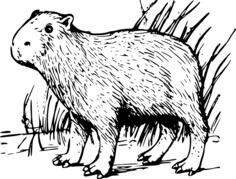 Capybara vector clip art