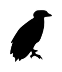 Bird vector silhouette