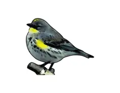 Warbler vector trace