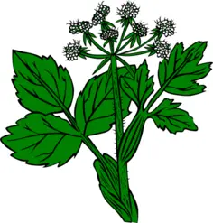 Cow Parsnip vector image